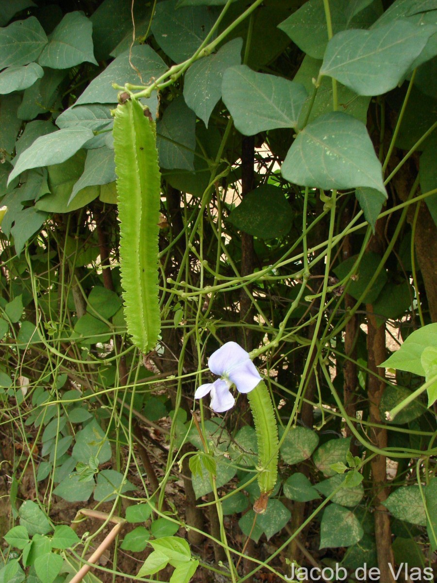 Psophocarpus tetragonolobus (L.) DC.